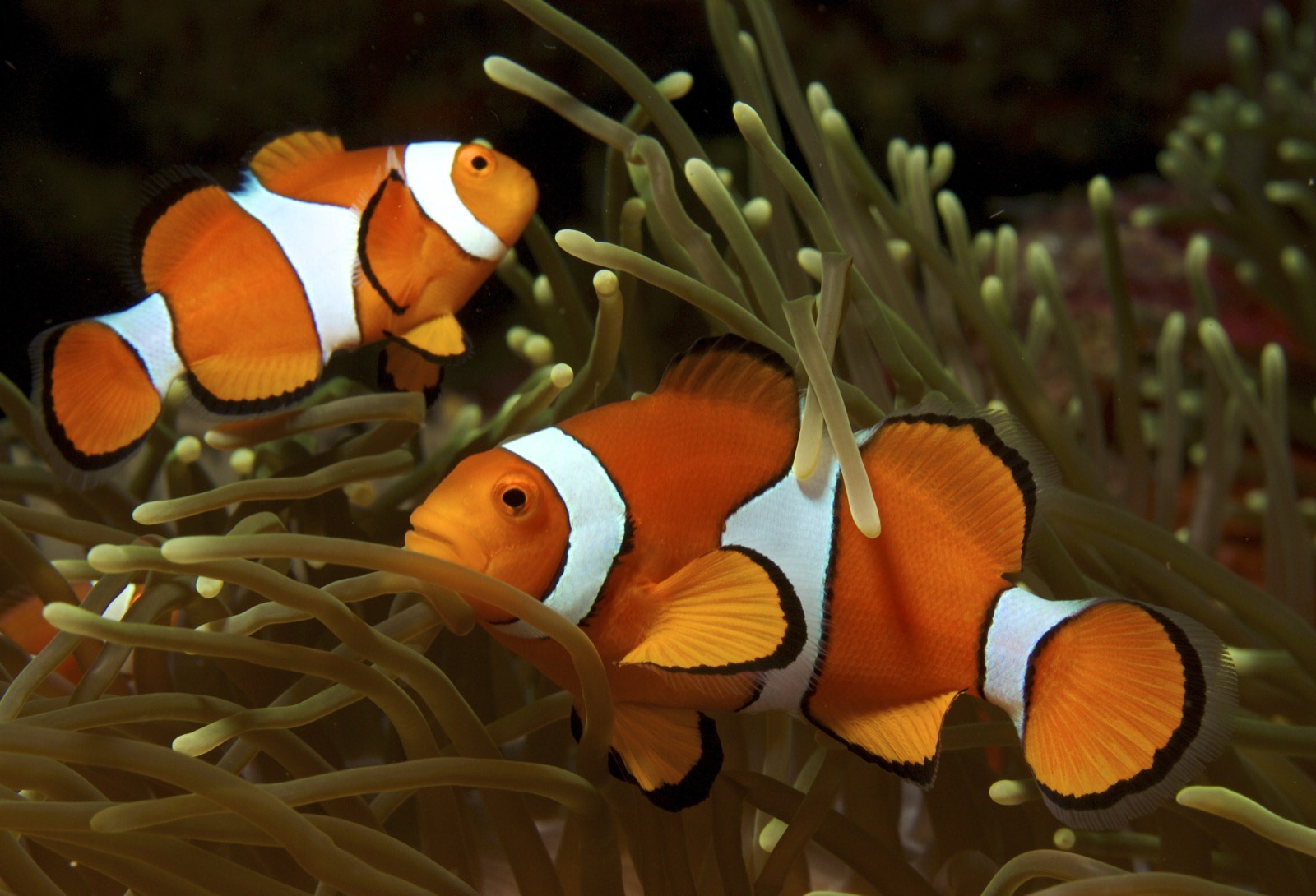 Clownfish resting in an anemone