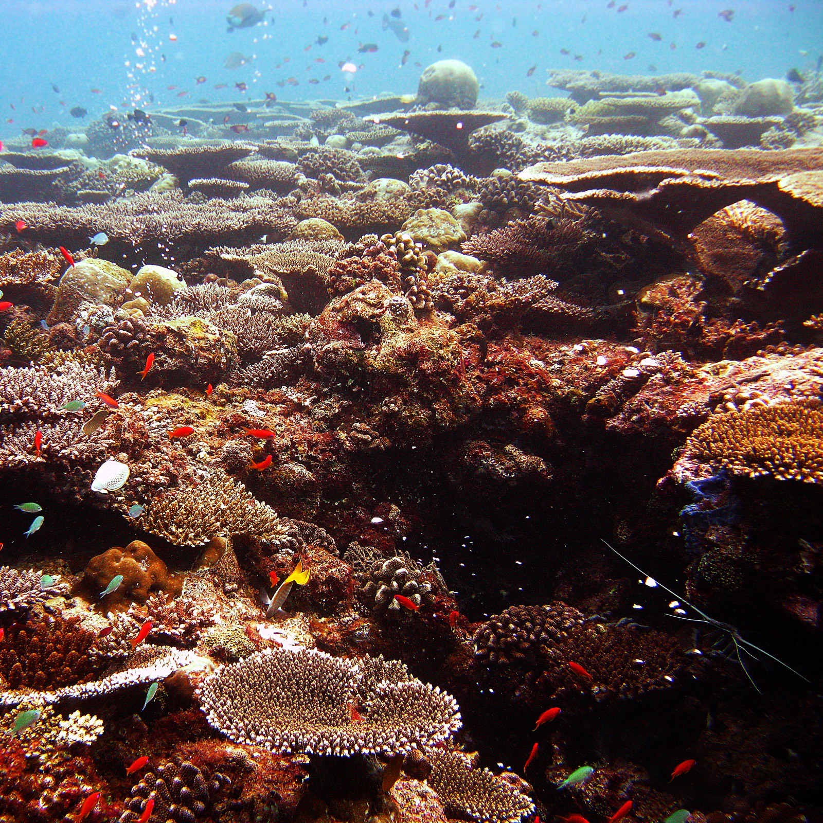 Vibrant coral reef underwater